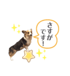 コーギー犬レオの日常3（個別スタンプ：9）