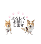 コーギー犬レオの日常3（個別スタンプ：10）