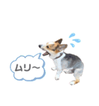 コーギー犬レオの日常3（個別スタンプ：11）