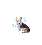 コーギー犬レオの日常3（個別スタンプ：12）