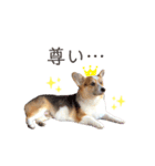コーギー犬レオの日常3（個別スタンプ：13）