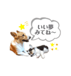 コーギー犬レオの日常3（個別スタンプ：14）