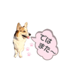 コーギー犬レオの日常3（個別スタンプ：15）