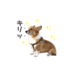 コーギー犬レオの日常3（個別スタンプ：16）