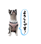 ボストンテリアのバロン（個別スタンプ：6）