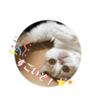 ポライトねこちゃんず（個別スタンプ：1）