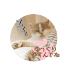 ポライトねこちゃんず（個別スタンプ：2）