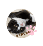 ポライトねこちゃんず（個別スタンプ：3）