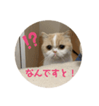 ポライトねこちゃんず（個別スタンプ：4）
