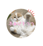 ポライトねこちゃんず（個別スタンプ：5）