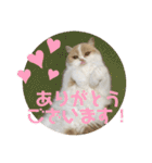 ポライトねこちゃんず（個別スタンプ：6）