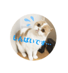 ポライトねこちゃんず（個別スタンプ：8）