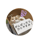 ポライトねこちゃんず（個別スタンプ：9）