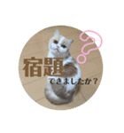 ポライトねこちゃんず（個別スタンプ：10）