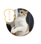 ポライトねこちゃんず（個別スタンプ：11）