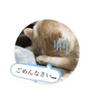 ポライトねこちゃんず（個別スタンプ：12）