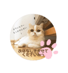 ポライトねこちゃんず（個別スタンプ：13）