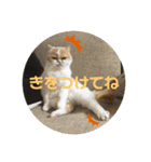 ポライトねこちゃんず（個別スタンプ：14）