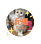 ポライトねこちゃんず（個別スタンプ：15）