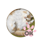 ポライトねこちゃんず（個別スタンプ：16）