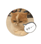 ポライトねこちゃんず（個別スタンプ：17）