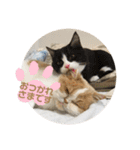 ポライトねこちゃんず（個別スタンプ：18）