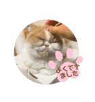 ポライトねこちゃんず（個別スタンプ：19）