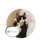 ポライトねこちゃんず（個別スタンプ：21）