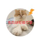 ポライトねこちゃんず（個別スタンプ：22）