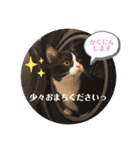 ポライトねこちゃんず（個別スタンプ：24）