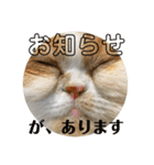 ポライトねこちゃんず（個別スタンプ：25）