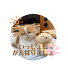 ポライトねこちゃんず（個別スタンプ：26）