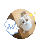 ポライトねこちゃんず（個別スタンプ：27）
