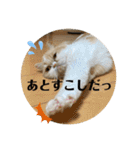 ポライトねこちゃんず（個別スタンプ：28）