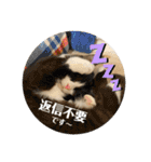 ポライトねこちゃんず（個別スタンプ：29）