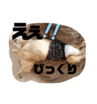 ロンメル楽しい毎日☆monash☆with friend（個別スタンプ：20）