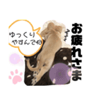 ロンメル楽しい毎日☆monash☆with friend（個別スタンプ：34）