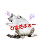 個性豊かニャンズ（個別スタンプ：1）