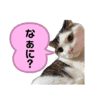 個性豊かニャンズ（個別スタンプ：4）