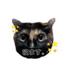 個性豊かニャンズ（個別スタンプ：10）