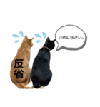 個性豊かニャンズ（個別スタンプ：15）