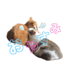 個性豊かニャンズ（個別スタンプ：22）