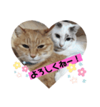 個性豊かニャンズ（個別スタンプ：24）