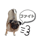 パグのダイジョブダちゃん（個別スタンプ：6）
