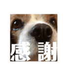 キャバリアのしょこらくん（個別スタンプ：2）