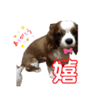 キャバリアのしょこらくん（個別スタンプ：3）