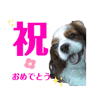 キャバリアのしょこらくん（個別スタンプ：4）