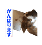 キャバリアのしょこらくん（個別スタンプ：6）