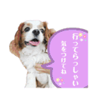 キャバリアのしょこらくん（個別スタンプ：7）