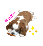 キャバリアのしょこらくん（個別スタンプ：11）